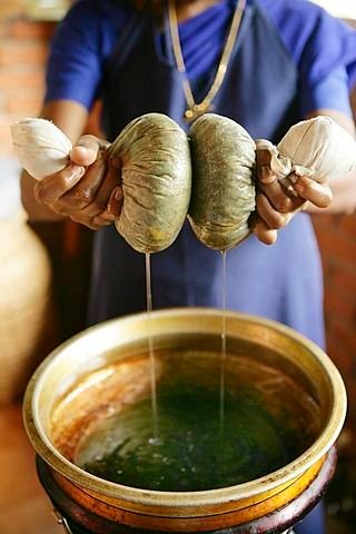 Ayurvedic therapy and wellness